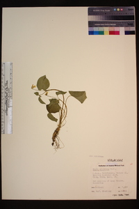 Viola glabella image